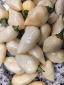 White Coyote Zan Pepper Seeds ๐บ๐ธ USA Grown ๐บ๐ธ - Picture 1 of 3