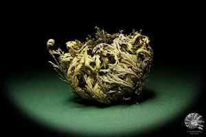 Selaginella lepidophylla rosa de América del Norte reciente frutos secos decoración - Imagen 1 de 5