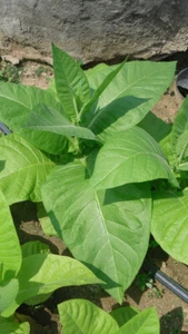 500 Semillas Tabaco Mamuth Blanco (Nicotiana Tabacum) seeds - Imagen 1 de 1