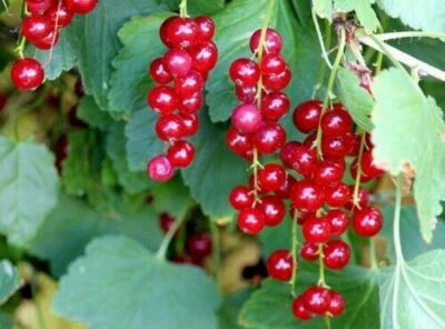 50 Graines de Groseille à grappes Méthode BIO plante fruit vivace jardin potager - Photo 1/2