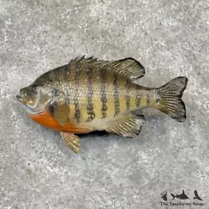 #30273 E | 10" Bluegill Freshwater Taxidermy Fish Mount For Sale - Picture 1 of 5