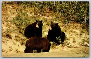Schwarzbär im Yellowstone Nationalpark Wyoming - Postkarte - Bild 1 von 3