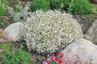500+Baby's Breath Seeds Annual Cut Dried Flowers Summer Garden Patio Container