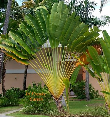 Ravenala madagascariensis, árbol de los viajeros, plátano, planta en maceta, 30 semillas - Imagen 1 de 4