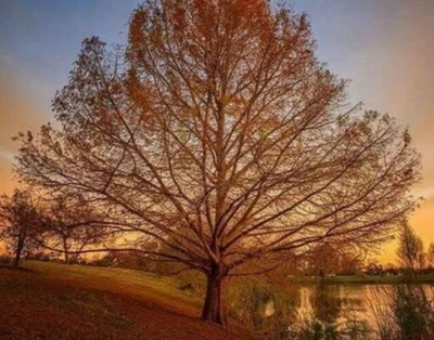 Ciprés calvo vivo - Maceta de cuarto de galón - Taxodium distichum - Sin envío a PR/HI/CA Foto 1 de 4