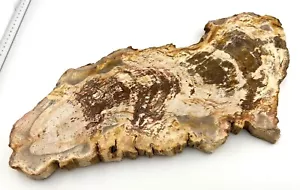 Petrified Wood Stone Slice 12" X 5" Fossil Specimen Polished Indonesia 2lbs 6oz - Picture 1 of 4