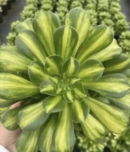 Esmalte de color jadeíta Aeonium abigarrado planta rara solo cabeza de roseta - Imagen 1 de 4