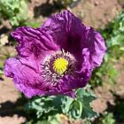 Hungarian Poppy Seeds, Purple Blue Flower, BULK SEED, Certified Organic Non-GMO