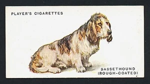 BASSET HOUND PLAYERS 1931 ISSUE FULL LENGTH DOG SERIES OLD CIGARETTE CARD #3 - Picture 1 of 2