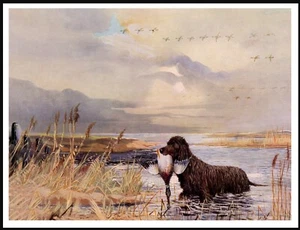 IRISH WATER SPANIEL RETURNING WITH DUCK VINTAGE STYLE DOG ART PRINT POSTER - Picture 1 of 1