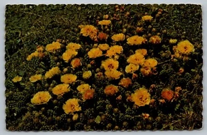 AK Kaktus Blume Sand Wüste Natur Szene - Bild 1 von 2