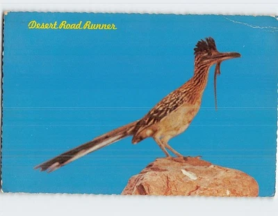 Postcard Desert Road Runner New Mexico State Bird New Mexico USA - Image 1 of 2