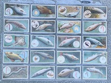 1924 C11 Fish & Bait Tobacco Cards, Canada, ITC, Set of 50