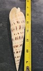 Terebra Maculata Seashell Mitra Shell Vintage Marlinspike 6-7"