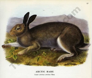 1968 John James & John Woodhouse Audubon LEPRE ARTICA pagina art libro (1414) - Foto 1 di 1