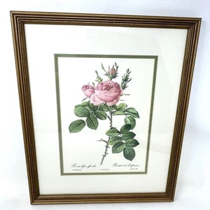 Pierre Joseph Redoute Stipple Engraving Rosa Rosier des Parfumeurs Framed Vtg - Picture 1 of 7