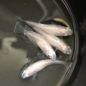 10+5 Free Pink Benihoppe 紅ほっぺ Fertilized Japanese Medaka Rice Fish Eggs-USA Bred - Picture 1 of 2