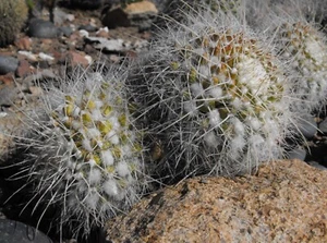 Mammillaria celsiana 25 Seeds - Golden Pincushion Cactus - Picture 1 of 1