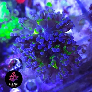 Stunning Frogspawn Coral 2 Head (1 large splitting in to 2) Zoa Frag WYSIWYG - Picture 1 of 2