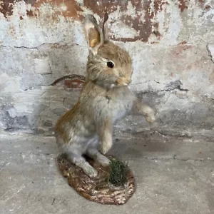 Antique, Vintage Taxidermy Of Rabbit. Cabinet Of Curiosities - Foto 1 di 8