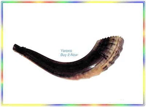 Increíble shofar judío judaica judía kosher marroquí de 16 - Imagen 1 de 1