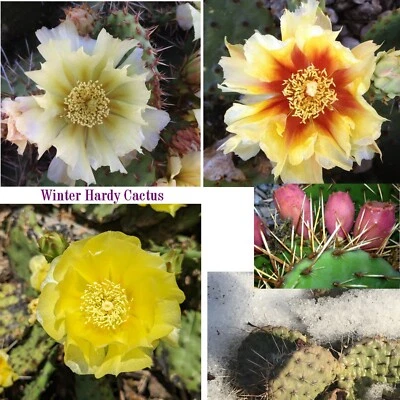 Canadian Winter Freeze Hardy Prickly Pear Cactus Plant- Opuntia Rare -Live Pad - Image 1 of 4