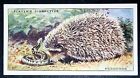 HEDGEHOG FIGHTING  SNAKE   Vintage 1930's Wildlife Card  XC28M