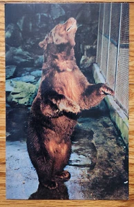 Postal REAL Smokey the Bear Washington DC National Zoo PC años 60 - Imagen 1 de 1