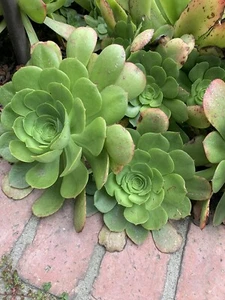 Rose Aeonium Undulatum Succulent Outdoor Plant AKA suacer plant cutting - Picture 1 of 6