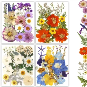 Dried Pressed Flowers, 80Pcs Real Natural Pressed Flowers Bulk for Resin Nail Ar - Picture 1 of 11
