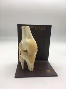 Merck Dolobid Functional Knee Joint Anatomical Model - Picture 1 of 5