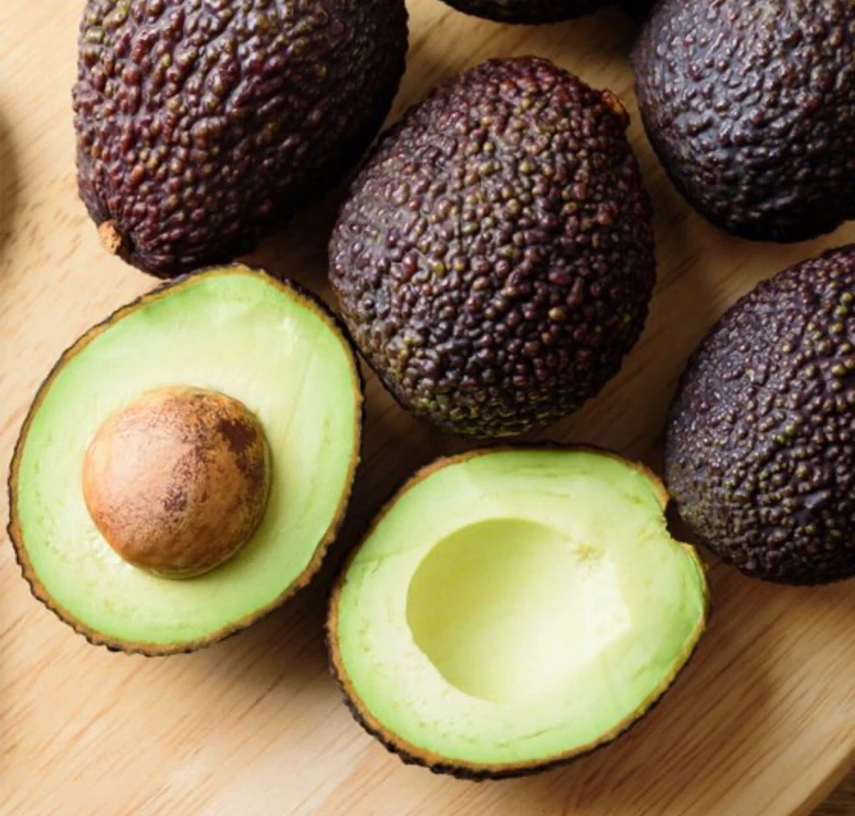 Árbol de aguacate injertado Super Hass de 2-3 pies de alto resistente al frío. Envío a CA y Pr. Fotos reales Foto 1 de 3