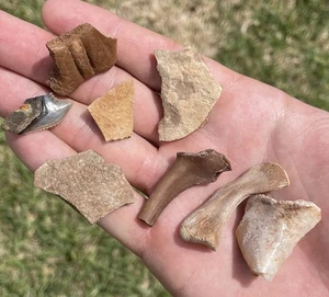 Ice Age Fossil Assortment Central Florida Spring (Rare Collection) - Picture 1 of 2