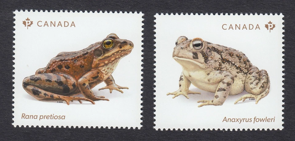 qq. RANAS EN PELIGRO DE EXTINCIÓN = rana, sapo = par de hojas de recuerdo MNH Canadá 2024 Foto 1 de 1