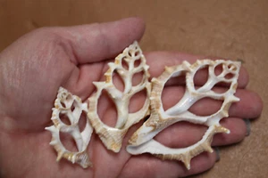 20-BURSA SPINOSA conchiglie taglio centrale, conchiglie con cornice, arte da spiaggia, fiori conchiglia - Foto 1 di 11