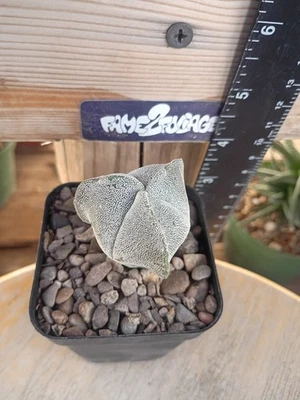 Astrophytum Myriostigma 'Tricostatum' Cactus - Image 1 of 2