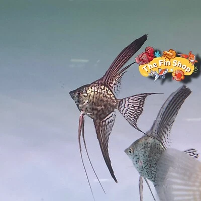 Pack of 3 - Longfin Leopard Angelfish - 1inch + Body Size - Image 1 of 2