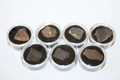 Cretaceous Hell Creek dinosaur age Turtle fossil COLLECTION 7 species Gem Jars - Image 1 of 4