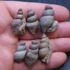 6Pcs Gastropod  Bivalve Fossils Cretaceous lot Schnecke 26