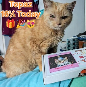 Esme's Mice Half Birthday Box π 4 Catnip Toys & Cat Treats Β£14.99 Personalised - Picture 1 of 13