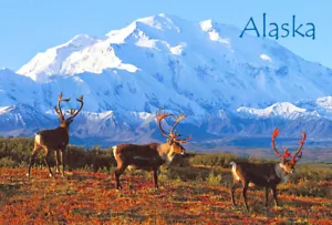 Imán de refrigerador 3D - CARIBOU ALASKA - Pizarra blanca, armario - Imagen 1 de 1