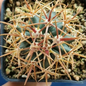 Ferocactus gracilis CS 754.11 (Santa Rosalita) Mexico POT 7 CM On its own root - Imagen 1 de 5