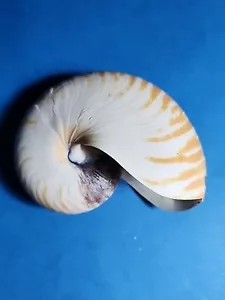 Vintage Australian Nautilus Sea Shell 9 cm x 7 cm (05) - Picture 1 of 6