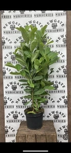 10 x Cherry Laurel Hedging Plants (90-125cm 3ft Tall) ,Prunus Rotundifolia - Picture 1 of 3