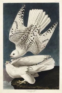 Vintage Iceland Falcon, John James Audubon Birds of America Poster Art Print - Picture 1 of 3