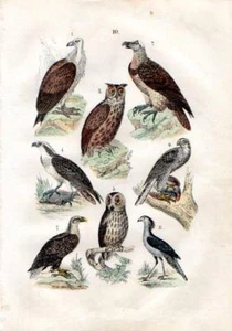 1861 MARTIN HC HOLZSTICH Geier, Fischadler, Uhu, Seeadler, .. - Bild 1 von 3