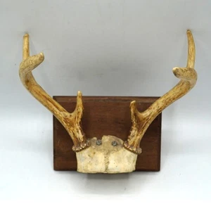 Mancave Garage Decor Whitetail Deer Antlers 6 Point Mount - Picture 1 of 6