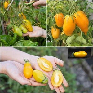 Tomato Banana Legs 20+ seeds HEIRLOOM vegetable garden SPRING SUMMER easy grow - Picture 1 of 5