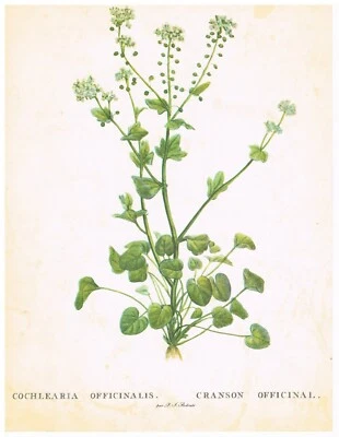 CRANSON OFFICINAL - PLANCHE BOTANIQUE / HERBORISTERIE DÉCO VINTAGE BON ÉTAT - Photo 1/2