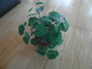 Topfpflanze mit Porzelanvase Farbe terrakotta - Bild 1 von 2